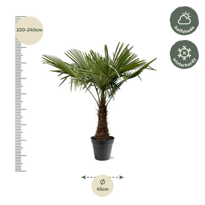 Hanfpalme Trachycarpus Fortuneii 220-240cm, Ø45cm