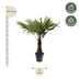 Hanfpalme Trachycarpus Fortuneii 220-240cm, Ø45cm Bild 2