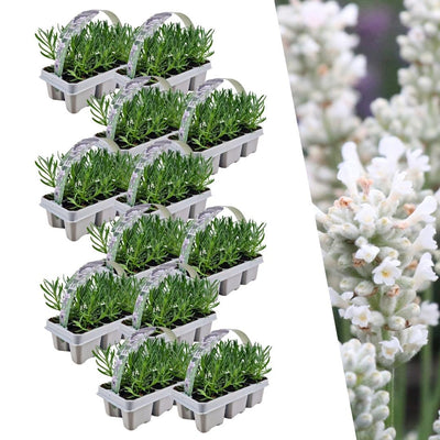 Lavendel angustifolia Weiß 72er Set Echter Lavendel winterhart