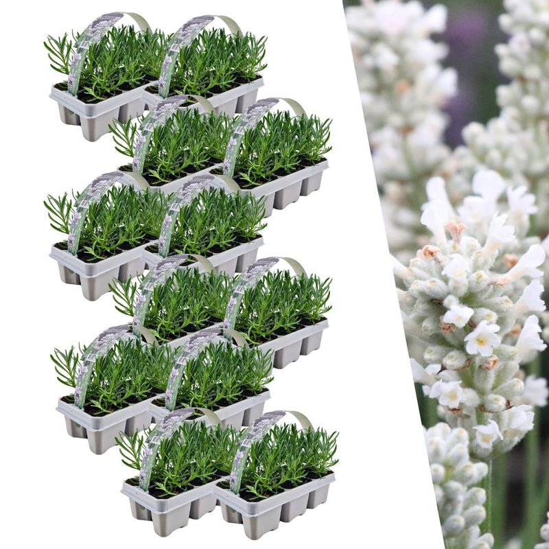 Lavendel angustifolia Weiß 72er Set Echter Lavendel winterhart