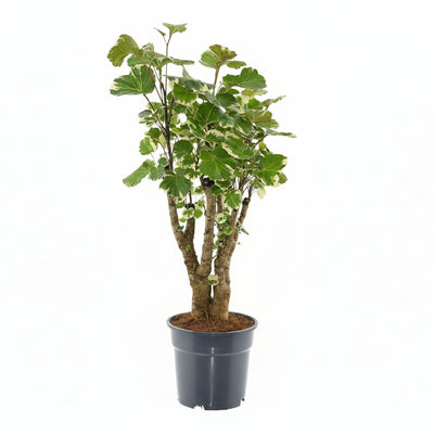Polyscias Balfouriana Ø17cm - Elegante Zimmerpflanze mit feinen Blättern