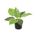 Künstlicher Philodendron Birkin, 20cm Bild 1