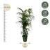 Kentia Palme 220 cm - Tropische Eleganz für Ihr Zuhause Bild 2