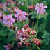 48x Geranium macr. 'Ingwersen's Var.' - 10-25cm - Ø9cm Bild 5