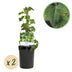 GreenboutiQ Climbing Plant Ivy (Hedera helix) - Evergreen, Set of 2 Bild 1