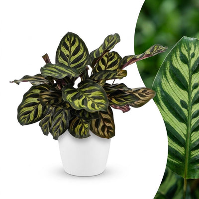 Green boutiQ - Calathea Makoyana - Peacock Plant - 1 Plant - with White Pot - Pot 12cm - Height - 25cm
