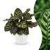 Green boutiQ - Calathea Makoyana - Pfauenpflanze - 1 Plant - met Potter Wit - Pot 12cm - Hoogte - 25cm Bild 1
