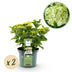 Grüne Hortensie 'Magical Nobless' - 2 Pflanzen im 23cm Topf Bild 1