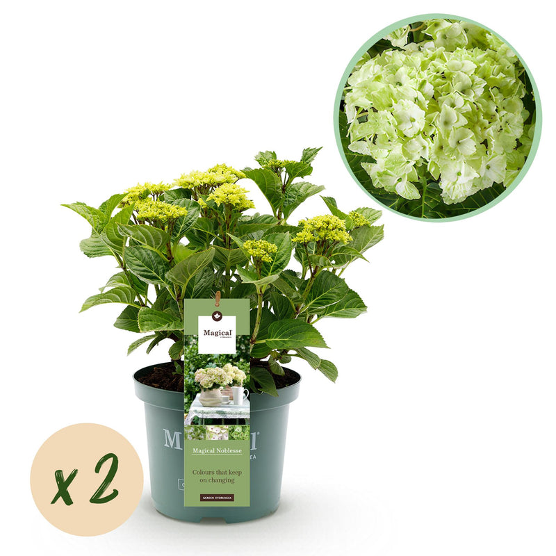 Grüne Hortensie 'Magical Nobless' - 2 Pflanzen im 23cm Topf