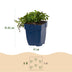 Green boutiQ - Perennial - Campanula posch. Stella - Peachleaf Bellflower - Ground Cover - Purple - 6 Plants - Pot 11cm - Height 15-25cm Bild 3