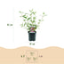 Buddleja davidii Pink Delight - 3x Schmetterlingsflieder, 45cm, Pink Bild 3