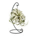 Tillandsia King Xero Air Plant, Ø12cm, height 23cm Bild 1