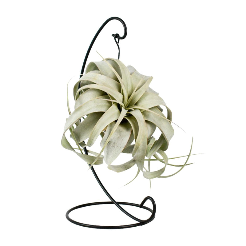 Tillandsia King Xero Air Plant, Ø12cm, height 23cm