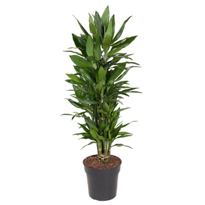 Dracaena Janet Craig verzweigt – 110 cm – Ø27 – Pflegeleichte Zimmerpflanze