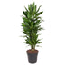 Dracaena Janet Craig verzweigt – 110 cm – Ø27 – Pflegeleichte Zimmerpflanze Bild 1