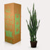 Artificial plant Sansevieria Black Coral, 97 cm - Mother-in-law's tongue Bild 5