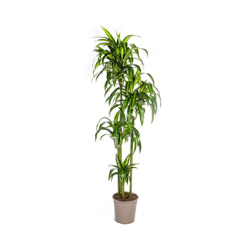 Dracaena Deremensis Hawaiian Sunshine, 170-190cm, Ø27cm Topf