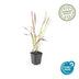 Imperata cylindrica 'Red Baron' (Japan. Blutgras) - 10-25cm Bild 2