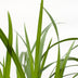 3x Carex morrowii 'Irish Green' - Ziergras, ca. 30cm, Ø14cm Topf Bild 4