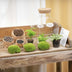 Flaschengarten 'Fat Joe grün' DIY-Pflanzterrarium, 30 cm, ohne Werkzeuge Bild 4