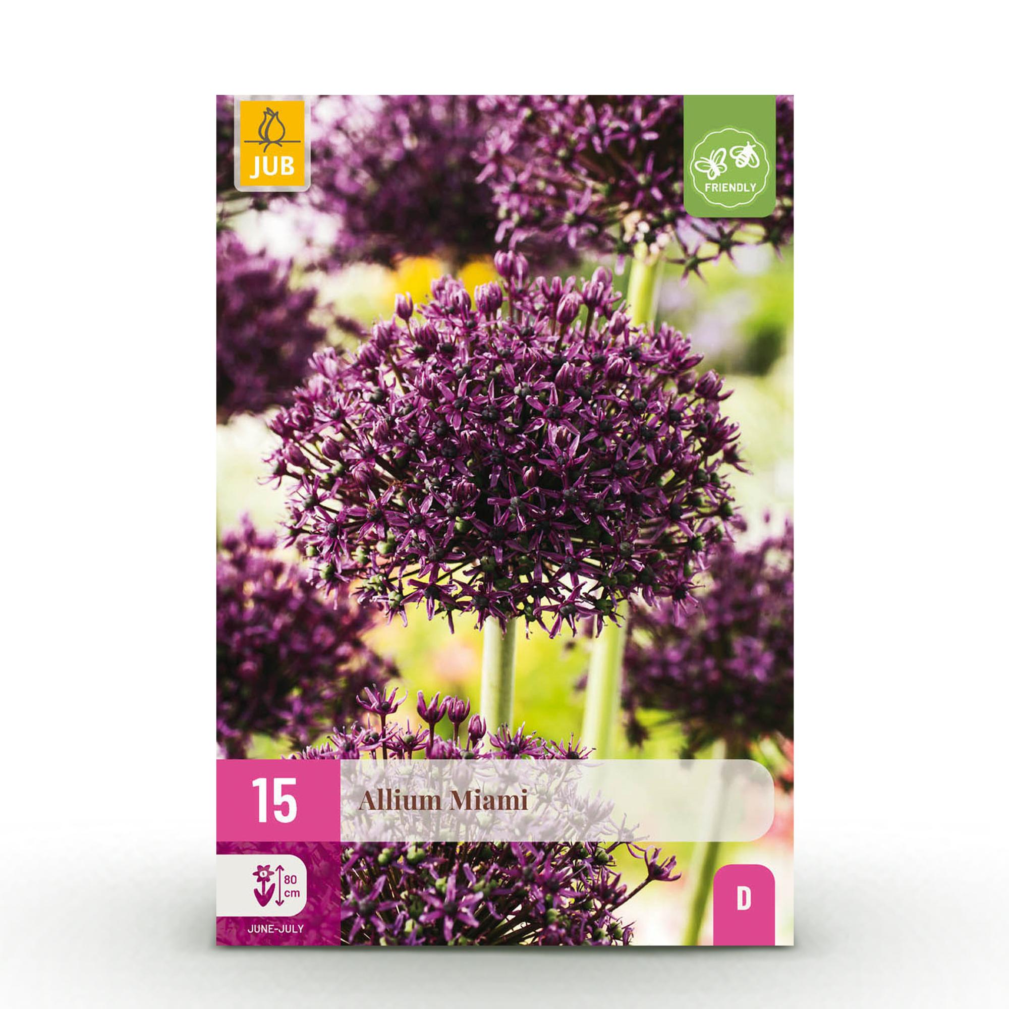 GreenboutiQ - Blumenzwiebeln - Allium Miami - Bulbs Hardy Perennial - Farbe Lila - 15 Stück - Zwiebelgröße 10/11 - XXL Pack