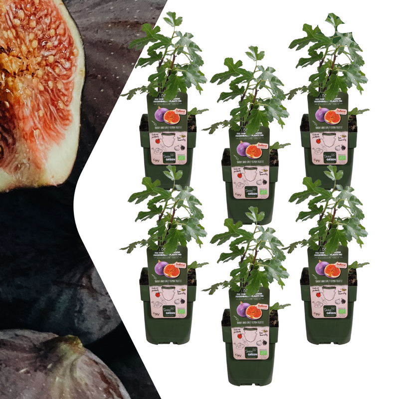 6 Organic Fig Trees Ficus carica, 13 cm Pot, 20-25 cm Height