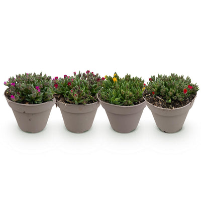 GreenboutiQ Bodendecker Delosperma Mix - 4 Pflanzen, winterhart