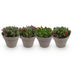 GreenboutiQ Bodendecker Delosperma Mix - 4 Pflanzen, winterhart Bild 2