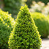 GreenboutiQ - Boxwood Pyramid - BetterBuxus Skylight - Resistant to Boxwood Blight - 2 Plants - Pot 23cm Height 60-70cm Bild 4
