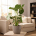 Monstera Deliciosa Houseplant - Ø17cm - ↕60cm Bild 3