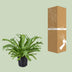 Asplenium Nidus Crissie Wurmfarn - Ø17cm - ↕40cm Bild 4