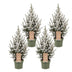 4x Picea glauca Conica - Zuckerhutfichte - Grün - Weiß - Weihnachtsbaum - Ø17cm - ↕65cm Bild 2