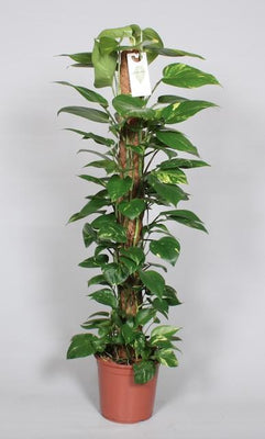 Epipremnum Pinnatum Mosstok 120cm: Üppige Zimmerpflanze für Ihr Zuhause