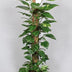 Epipremnum Pinnatum Mosstok 120cm: Üppige Zimmerpflanze für Ihr Zuhause Bild 1