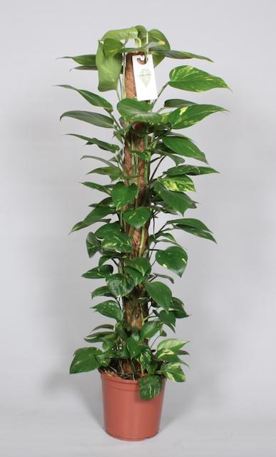 Epipremnum Pinnatum Mosstok 120cm: Üppige Zimmerpflanze für Ihr Zuhause