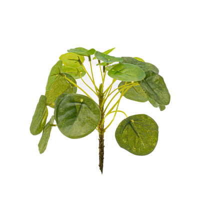 Pilea mini bush 13cm