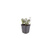 24x Oregano 'Herrenhausen' (10-25cm) – Pink Flowers & Aroma Bild 2