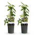 GreenboutiQ Honeysuckle 'Lonicera henryi', 2 plants in a pot Bild 2