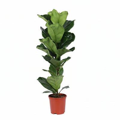 Ficus Lyrata (Geigenfeige) - Ø21cm Topf, ↕90cm Höhe