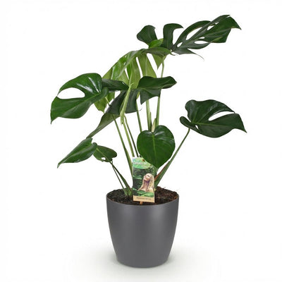 Monstera Deliciosa Fensterblatt: Pflegeleicht & Grün, Topf 21cm
