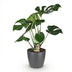 Monstera Deliciosa Fensterblatt: Pflegeleicht & Grün, Topf 21cm Bild 2