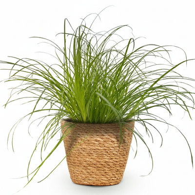 Grüne BoutiQ Cyperus Zumula Zimmerpflanze - Katzenfreundlich - 12cm Topf
