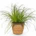 Grüne BoutiQ Cyperus Zumula Zimmerpflanze - Katzenfreundlich - 12cm Topf Bild 2
