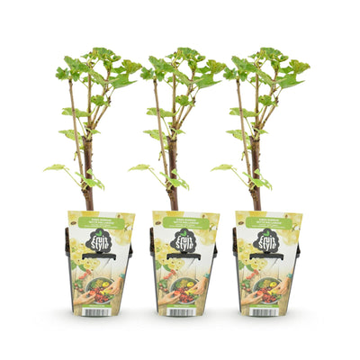 GreenboutiQ Witte Bes: 3x Ribes rubrum 'Witte Hollander' im 9cm Topf