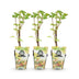 GreenboutiQ Witte Bes: 3x Ribes rubrum 'Witte Hollander' im 9cm Topf Bild 2