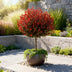 GreenboutiQ Photinia 'Little Red Robin' Stamm 90cm, Topf 19cm, winterhart Bild 6
