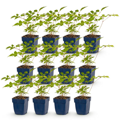 Green boutiQ - Perennial - Astilbe (J) Europa - Plume Spiraea - Shade - Pink - 12 Plants - Pot 11cm - Height 15-25cm