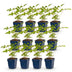 Green boutiQ - Perennial - Astilbe (J) Europa - Plume Spiraea - Shade - Pink - 12 Plants - Pot 11cm - Height 15-25cm Bild 1