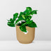 Epipremnum Pinnatum 'Aureum' im Topf ELHO Vibes Fold 14 cm gelb Bild 6