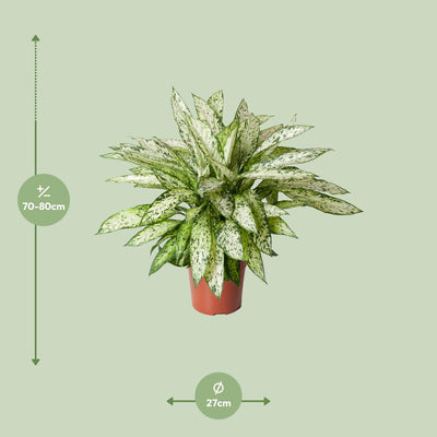 Dieffenbachia Vesuvius - XL Zimmerpflanze Ø27cm - ↕80cm